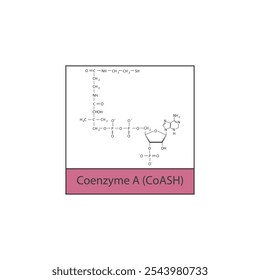 Coenzym A (CoASH) Skelett Struktur Diagramm.Organische Molekül Verbindung Molekül wissenschaftliche Illustration.