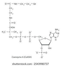 Coenzym A (CoASH) Skelett Struktur Diagramm.Organische Molekül Verbindung Molekül wissenschaftliche Illustration.