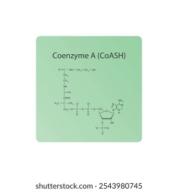 Coenzym A (CoASH) Skelett Struktur Diagramm.Organische Molekül Verbindung Molekül wissenschaftliche Illustration.