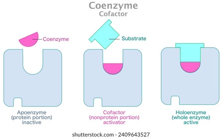 Coenzyme, cofactor. Holoenzyme active work. Enzyme, apoenzyme protein portion inactive, Nonprotein, substrate and product. Lock, key mechanism action. Complex, active site. Vector illustration