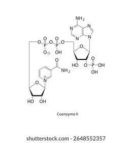 Estrutura esquelética da coenzima II. Ilustração esquemática composta do NADP. Diagrama simples, fórmula química.