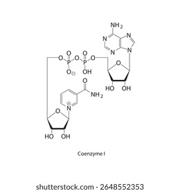 Estrutura esquelética da coenzima I. ilustração esquemática composta da NAD. Diagrama simples, fórmula química.