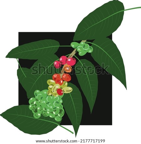 The cofee plant with many fresh beans. 