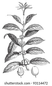 Coffea arabica / ilustración vintage de Meyers Konversations-Lexikon 1897