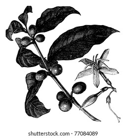 Coffea, or Coffee shrub and fruits, vintage engraving. Vintage engraved illustration of Coffee, seed, fruit and flower isolated against a white background. Trousset encyclopedia.