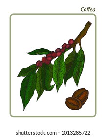 Coffea is a genus of flowering plants whose seeds, called coffee beans, are used to make various coffee products. Hand drawn botanical vector illustration