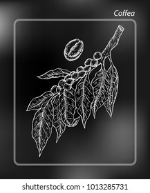 Coffea is a genus of flowering plants whose seeds, called coffee beans, are used to make various coffee products. Drawing Hand drawn Sketch Vector Illustration on chalk-board