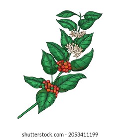 Coffea plant botanical illustration with leaves, flowers and ripe coffea arabica fruits. Coffee tree sketch drawing for package, coffee product label. Coffee branch with fruits of coffee bean print.
