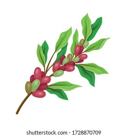 Coffea Plant Branch with Ripe Edible Fruits and Green Leaves Vector Illustration