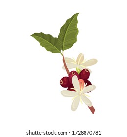 Coffea Plant Branch with Ripe Edible Fruits and Blooming Flowers Vector Illustration
