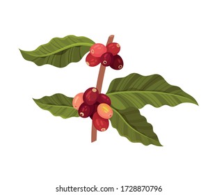 Coffea Plant Branch with Ripe Edible Fruits and Green Leaves Vector Illustration