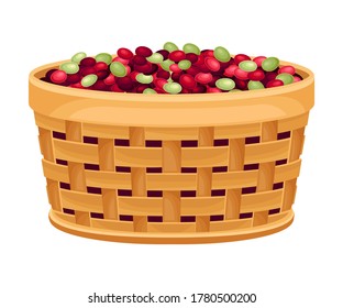 Coffea Plant Ripe Edible Fruits Poured in Basket Vector Illustration