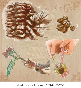 COFFEE. Agriculture. Life of a farmer. Coffee harvesting and processing. Collection of an hand drawing illustrations. Pack of vector illustrations, line art. Set of freehand sketches.