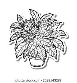 Coffee Arabica Houseplant Outline on white silhouette and gray shadow. Hand drawn cartoon style. Vector illustration for decorate, coloring and any design.