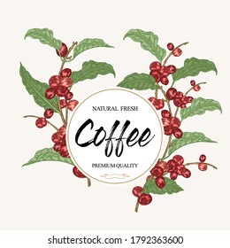 Coffee background. Coffee branches with leaves and coffee beans. Vector illustration. Colorful sketch hand drawn.