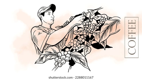 coffee background of ink drawing sketch for label packaging. coffee label sticker for packaging. coffee poster and banner