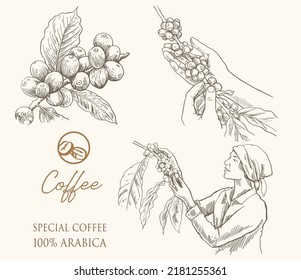 coffee banner of sketch on vintage paper. coffee packaging of label sticker. coffee vintage art print.