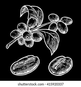Coffee bean, branch with leaf and berry. Hand drawn vector vintage engraving illustration on black background.