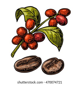 Coffee Bean, Branch With Leaf And Berry. Hand Drawn Vector Vintage Engraving Color Illustration On White Background.