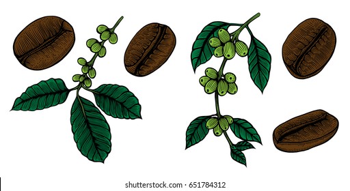 Coffee bean, branch with leaf and berry. Hand drawn vector vintage engraving color illustration on white background.