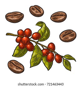 Coffee bean, branch with leaf and berry. Hand drawn vector vintage engraving color illustration on white background.