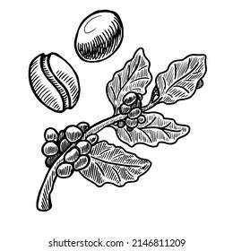 Coffee bean and branch vector illustration on white background
