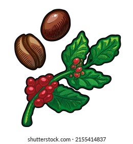 Coffee bean and branch vector illustration isolated on white background