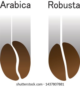 Coffee bean design comparison between Arabica and Robusta