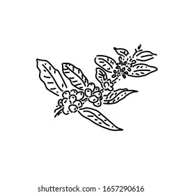 Diseño de vectores de judías de café. Estilo Doodle.