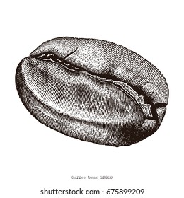 Coffee bean hand drawing engraving illustration
