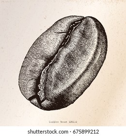 Coffee bean hand drawing engraving illustration on vintage background