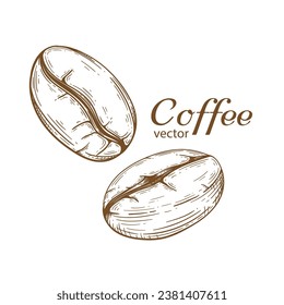 Café Bean .Hand Drawn Café tostado. Ilustración vectorial.