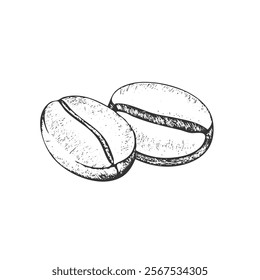 Coffee Bean Hand-Drawn Vector, Graphic Style, Cartoon Illustration, Black and White, Sketch Style, Isolated on White Background