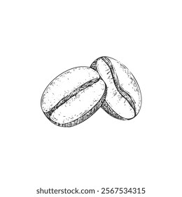 Coffee Bean Hand-Drawn Vector, Graphic Style, Cartoon Illustration, Black and White, Sketch Style, Isolated on White Background