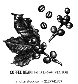 Ilustración vectorial dibujada a mano de Coffee Bean. Ilustración vintage.