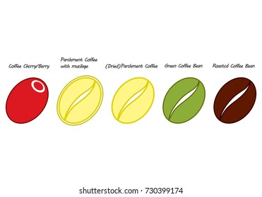 Coffee bean icon and Production of coffee beans.Vector