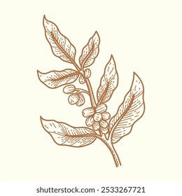 Coffee Bean Illustration design Vector