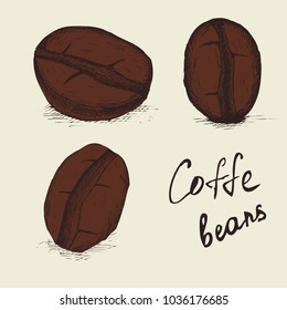 Coffee bean Isolated Hand drawn vector, sketch of coffee beans