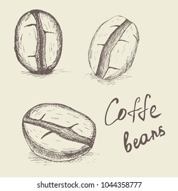 Coffee bean Isolated Hand drawn vector, sketch of coffee beans