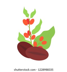 Coffee bean with leaves and coffee berries. Vector illustration on white background for print. 
