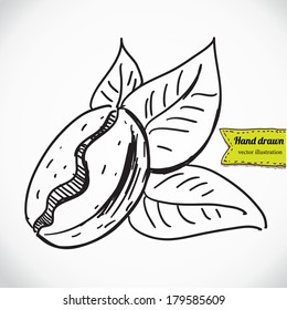 Coffee bean with leaves isolated on white. Natural organic coffee label concept