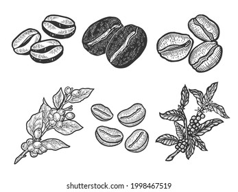 Coffee bean and plant set line art sketch engraving vector illustration. T-shirt apparel print design. Scratch board imitation. Black and white hand drawn image.