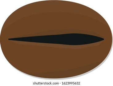 Coffee bean seed or cherries fruit vector