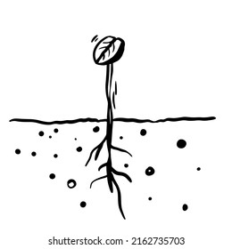 Coffee Bean Seed Vector Scribble Doodle Drawing In Black And White Freehand Style Plant In A Fertilized Organic Soil