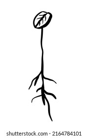 Coffee bean seed vector scribble doodle drawing in black and white freehand style plant in a fertilized organic soil