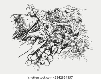 coffee bean of sketch ink drawing for poster, art print, packaging, sticker, label, banner. vintage coffee of ink drawing farmer coffee picker. coffee landscape farming mountain