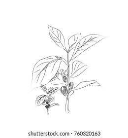 Coffee bean sketch. Vector for cafe decorate. 