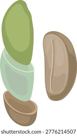Coffee bean structure in parchment layer. Close-up anatomy of unroasted green coffee