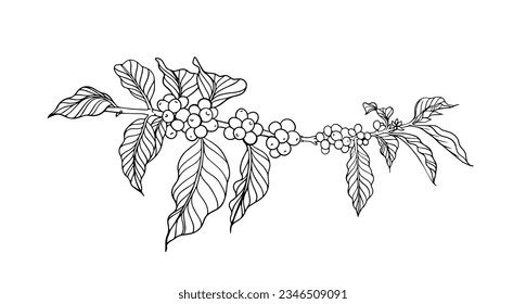 coffee bean and tree of line ink drawing sketch for packaging, label, sticker, card, poster, banner, promotion, branding, illustration, cover, menu, restaurant, coffee shop, farm vector