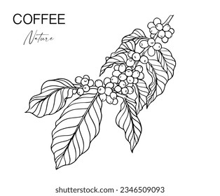 coffee bean and tree of line ink drawing sketch for packaging, label, sticker, card, poster, banner, promotion, branding, illustration, cover, menu, restaurant, coffee shop, farm vector